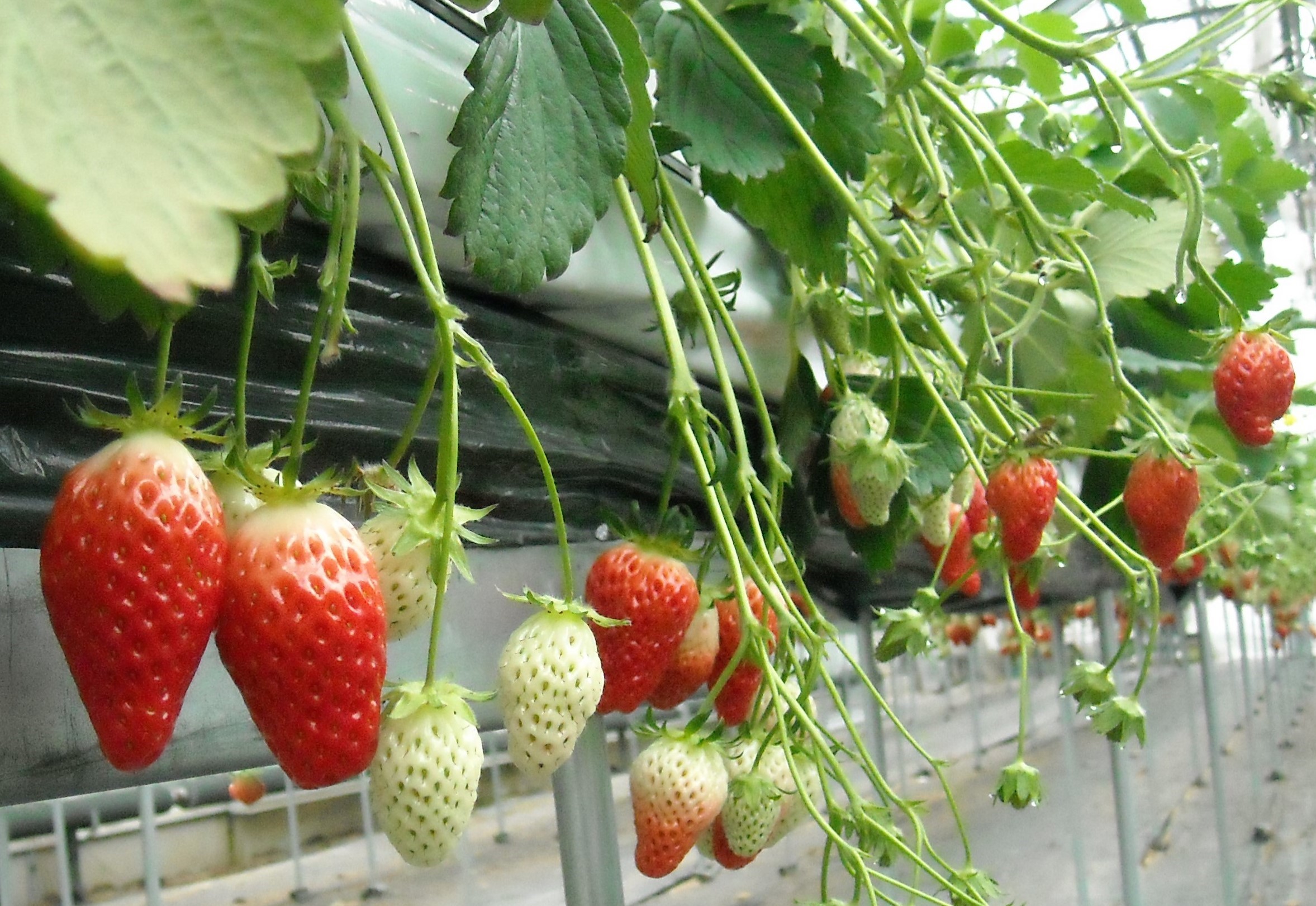 予約不要のいちご狩りへGo！低農薬栽培のいちごが30分食べ放題！【農業公園信貴山のどか村｜三郷町】