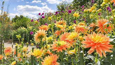 カラフルに染まる広大な公園【奈良県営馬見丘陵公園／ダリアほか／広陵町・河合町】