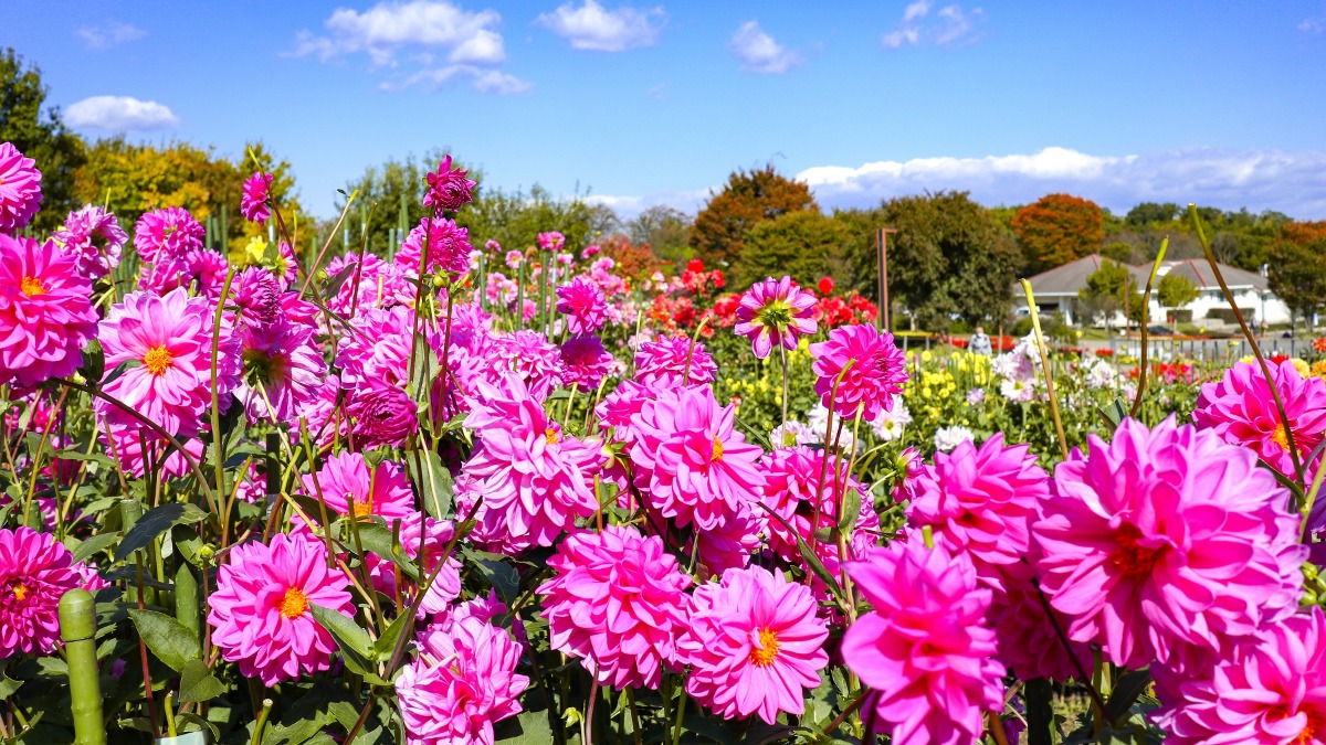 秋が見頃の花々でカラフルに染まる広大な公園【秋の花2022｜奈良県営馬見丘陵公園｜広陵町・河合町】