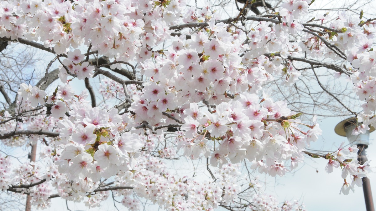 【桜最新情報】2022年4月4日の奈良の桜前線