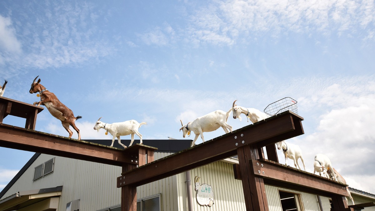 【春の公園ピクニック】県営うだ・アニマルパーク