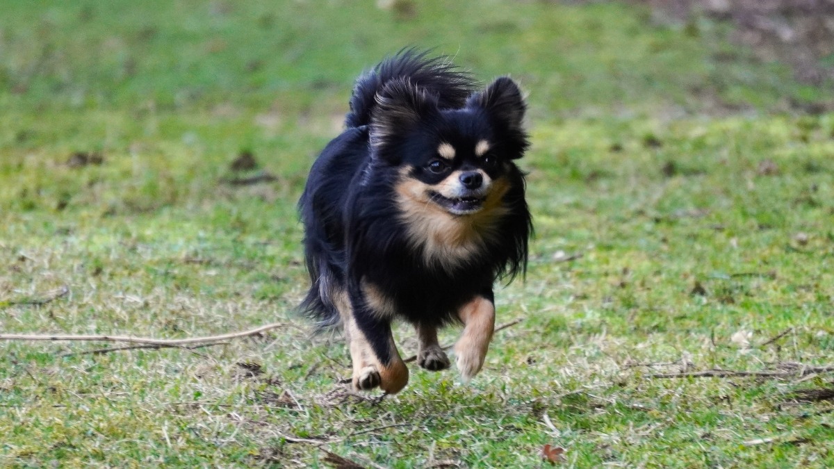5月13日は愛犬の日！奈良県で犬といえば…？【奈良県的今日は何の日】