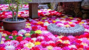 ぼたんに藤、ネモフィラまで ！「奈良の花スポット」7選