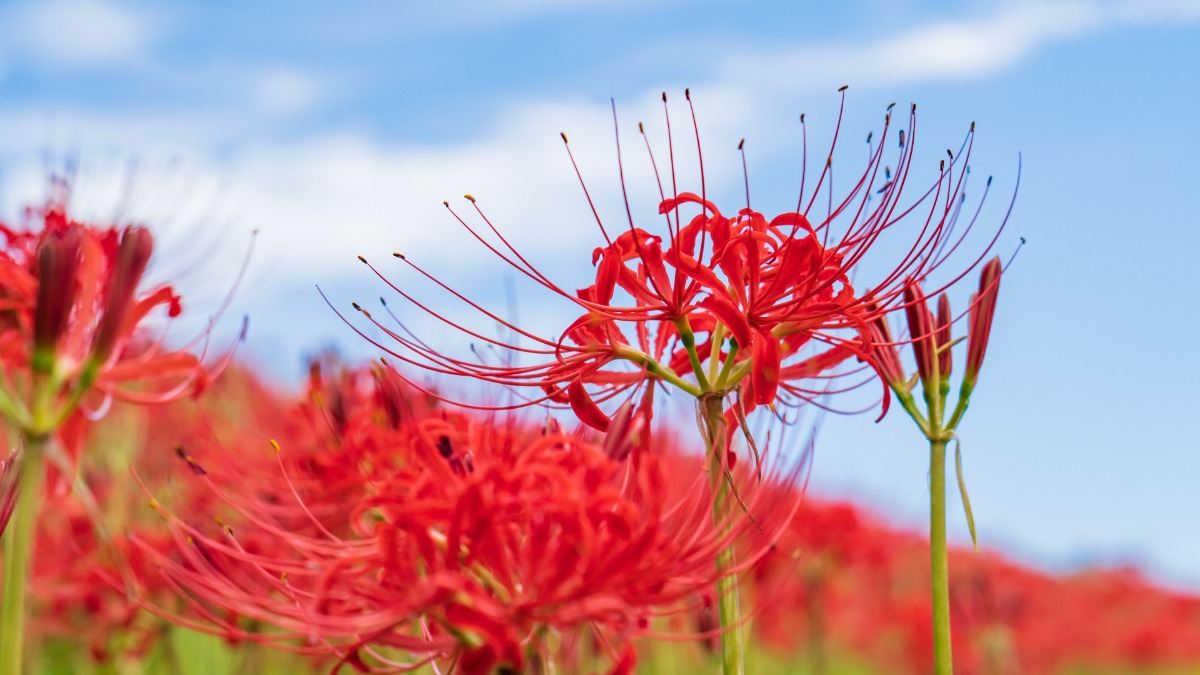 9月20日は彼岸入り【奈良県的今日は何の日？】