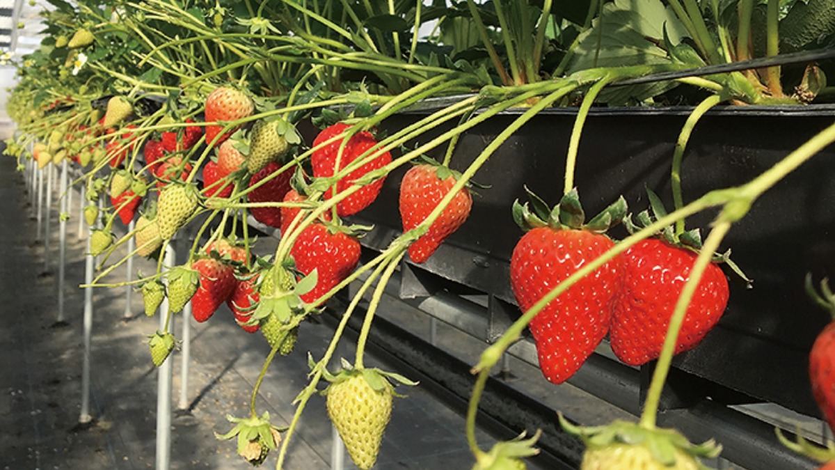 【イチゴ狩りへGo!!】おさぜん農園