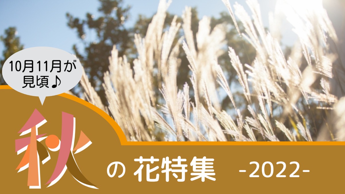 【秋の花特集2022】深まる秋を感じる奈良の秋の花スポットPart2