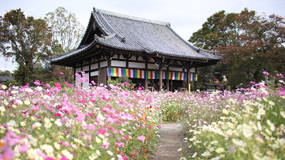 【般若寺／奈良市】まるで宝石！コスモスのグラスキューブに癒されて