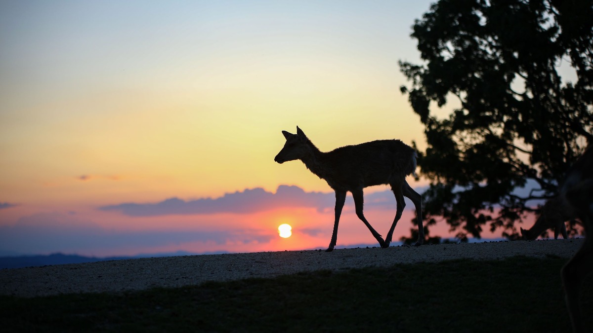 奈良の夕景と夜景を楽しむ「奈良若草山トワイライト・夜景観賞バス」 【奈良市】