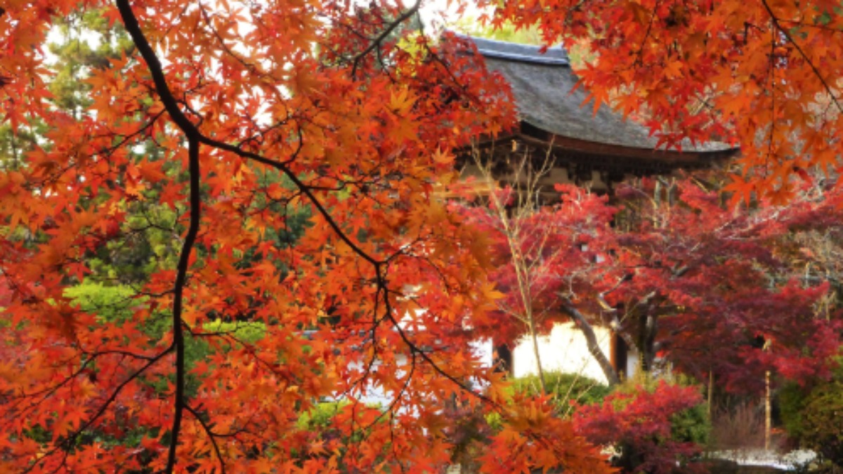 歴史ある寺の古より変わらぬ美しい紅葉【紅葉2022｜長岳寺｜天理市】
