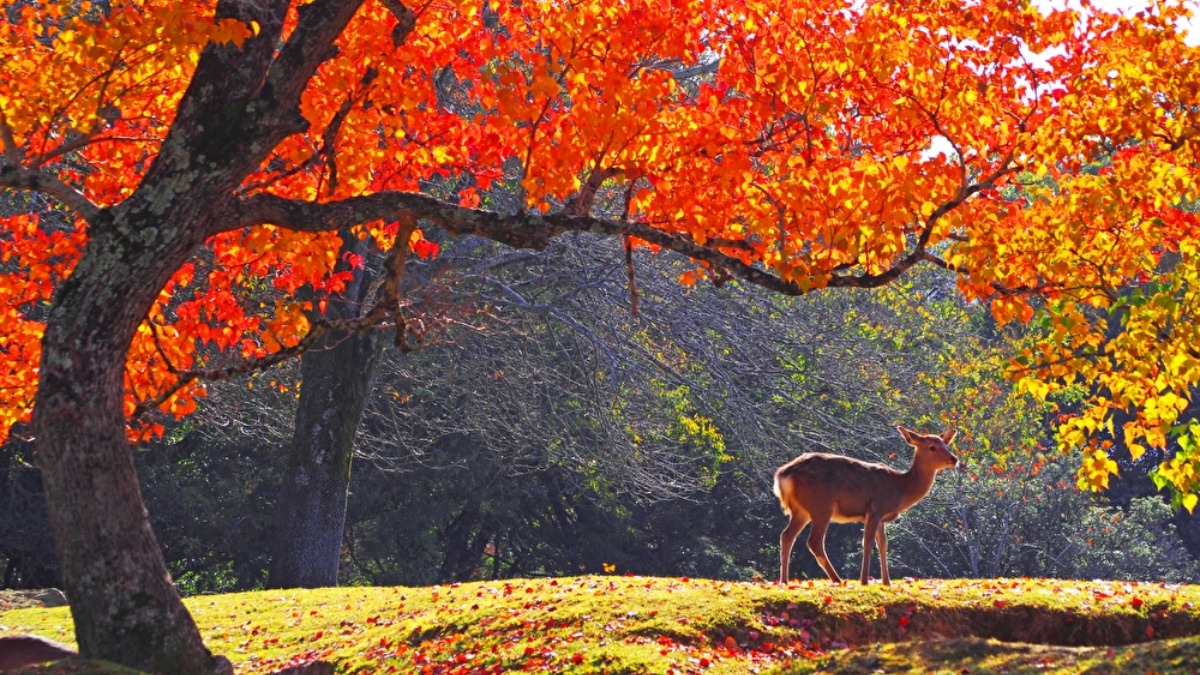 野生のシカと鮮やかな紅葉に心なごむ古都・奈良の顔【紅葉2022｜奈良公園｜奈良市】