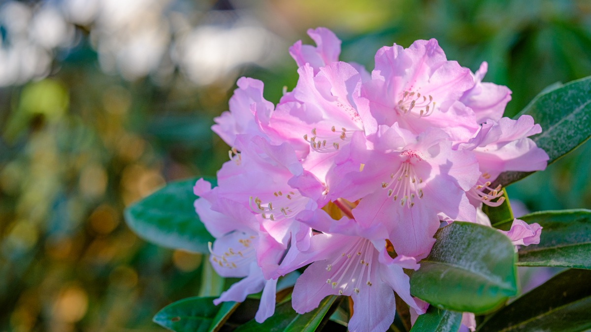 【奈良】ぼたん、しゃくなげが見頃の寺4選
