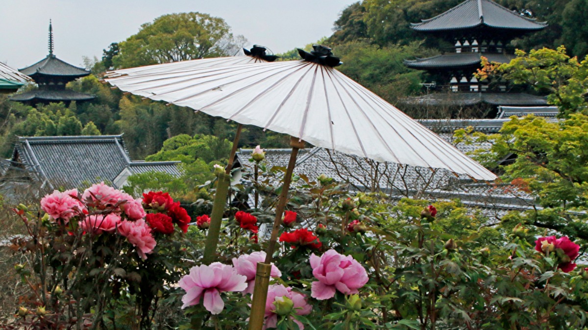 春の葛城市で美しいぼたんを堪能！ぼたん祭り開催【葛城市】