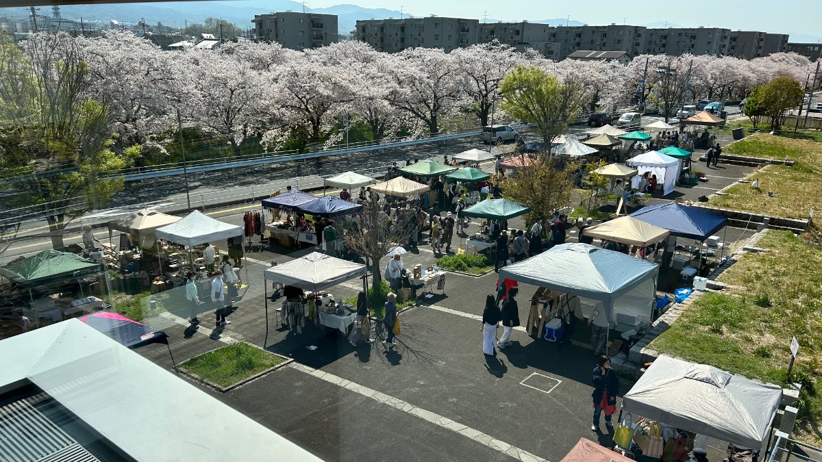 奈良の桜名所・佐保川の桜並木とおいしい楽しいマーケットを楽しもう！【さくらマーケット】