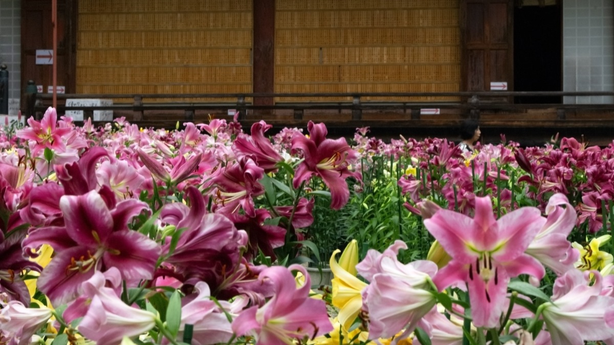 古刹「松尾寺」で華やかに咲き誇るカサブランカ。6月下旬頃開花の見込み【大和郡山市】