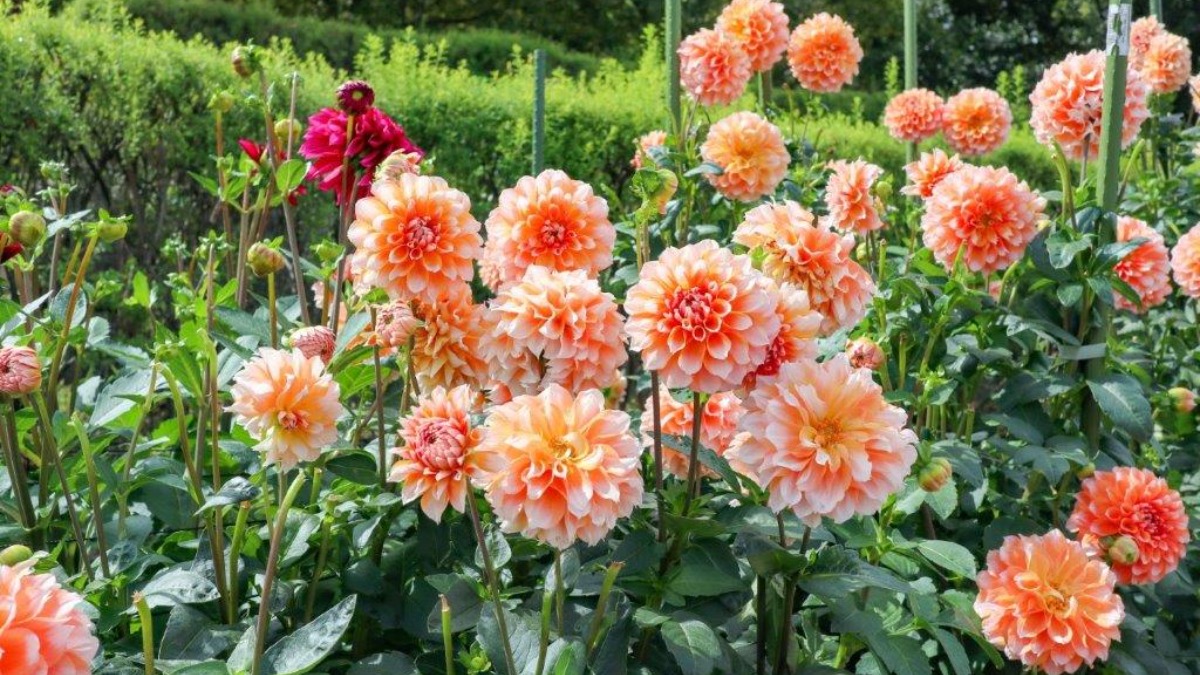 【奈良の秋の花2023】1000株のダリアや秋の花々がおでむかえ！馬見丘陵公園恒例のフラワーフェスタも開催！｜広陵町・河合町