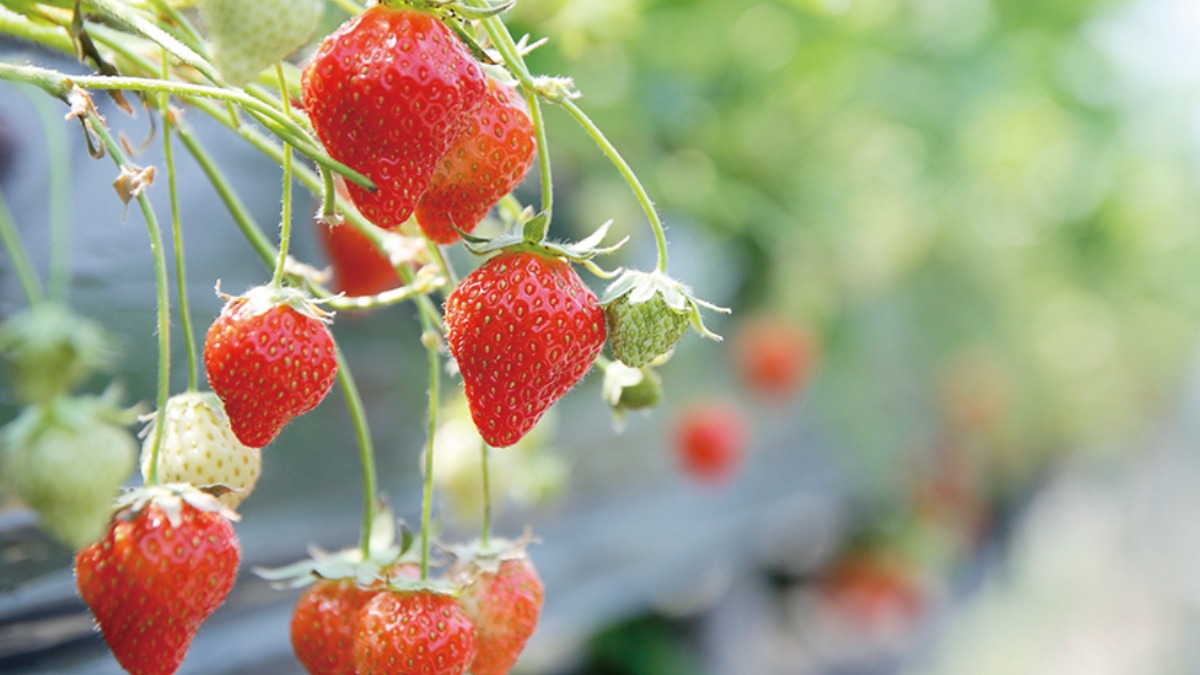 【イチゴ狩りへGo!!】フレンズまきば