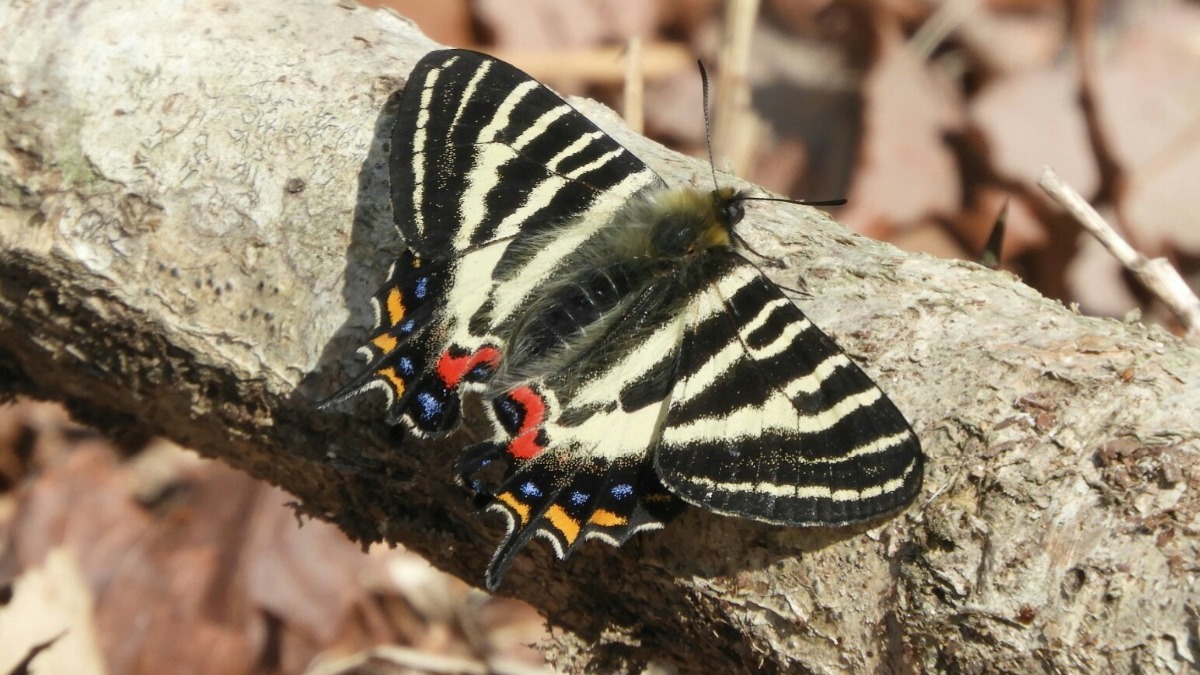 4月24日はギフチョウ発見の日！奈良でギフチョウに会えるのはどこ？【奈良県的今日は何の日】