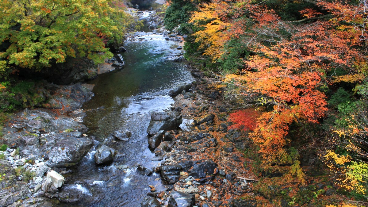秋色に染まる渓谷美に酔いしれる！「天の川もみじまつり」も開催【みたらい渓谷｜奈良県天川村】