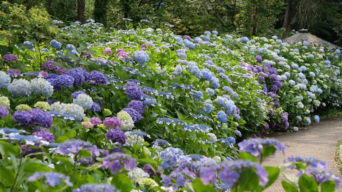 いろんな品種が揃うあじさい園が見事！初夏の馬見丘陵公園【河合町・広陵町】