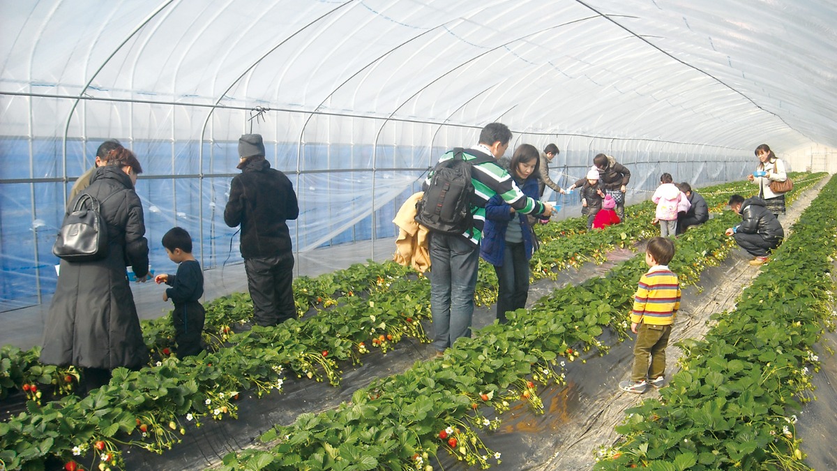 【イチゴ狩りへGo!!】農業公園信貴山のどか村