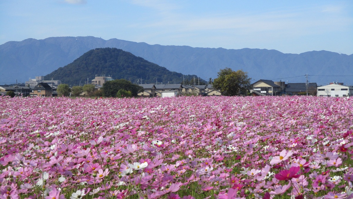 藤原宮跡の秋の風物詩！一面に広がる300万本のコスモス【秋の花2022｜藤原宮跡｜橿原市】
