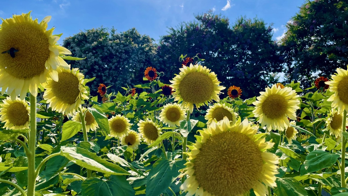 奈良県営馬見丘陵公園で圧巻の「ひまわり」とマルシェを楽しもう！【あおぞらマルシェin馬見ひまわり】