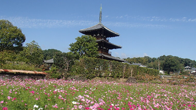 【斑鳩の里／斑鳩町】歴史的遺産と咲き誇るコスモスの共演
