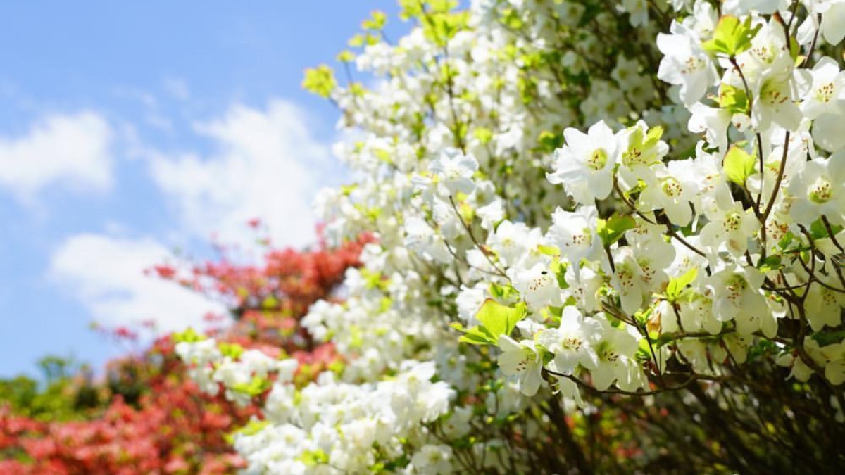 【三峰山の白ツツジ（5月中旬～下旬見頃）｜御杖村】青空とのコントラストが最高！登山道を彩る白い花