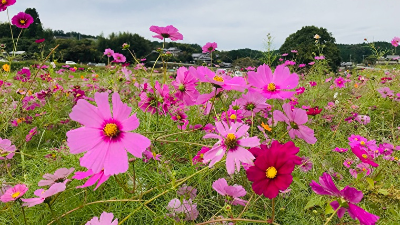 【阪原コスモス畑／奈良市】のどかな田園風景に広がるコスモス畑