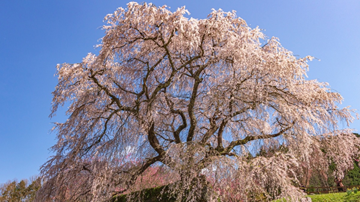 1本ながら大迫力、多くの人を魅了するシダレザクラ【奈良の桜2023｜本郷の瀧桜（又兵衛桜）｜宇陀市】