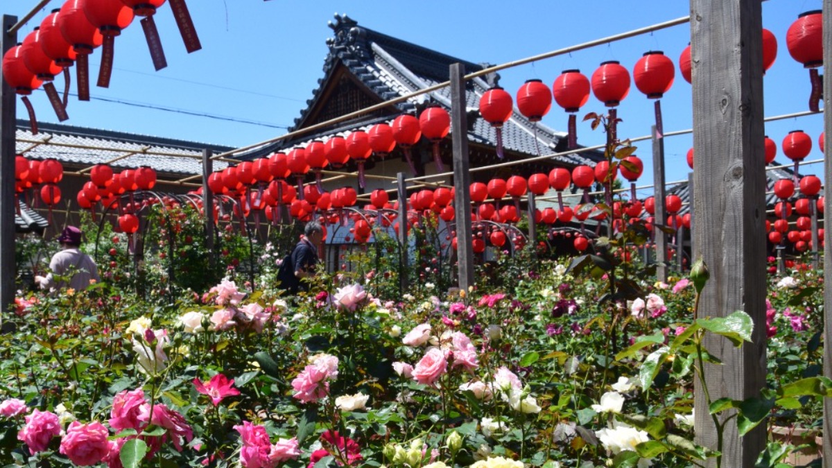 【奈良】「6月末で終了」のイベントも！今週末のおすすめイベント・おでかけ情報（6月29、30日）