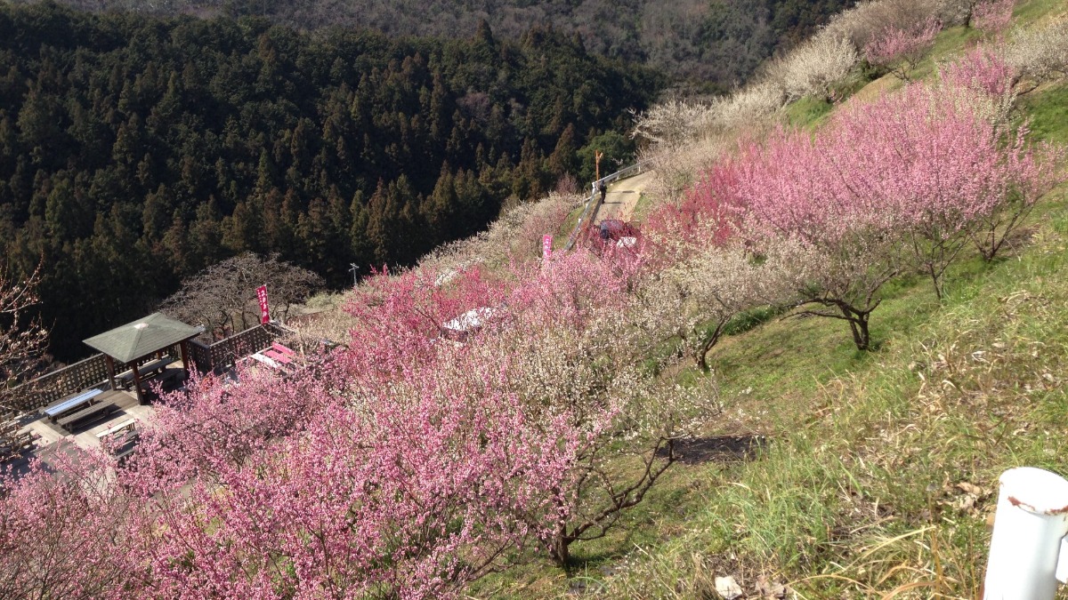 【奈良県三大梅林】ハイキングで色とりどりに咲き匂う梅を楽しもう！広橋梅林（ひろはしばいりん）｜下市町