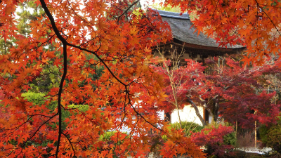 歴史を感じながら味わう美しい紅葉【紅葉2021／天理市／長岳寺（ちょうがくじ）】