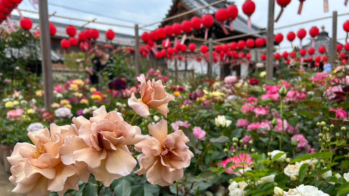 【2025年】奈良 おふさ観音のバラまつり！見頃の4000株と提灯の競演