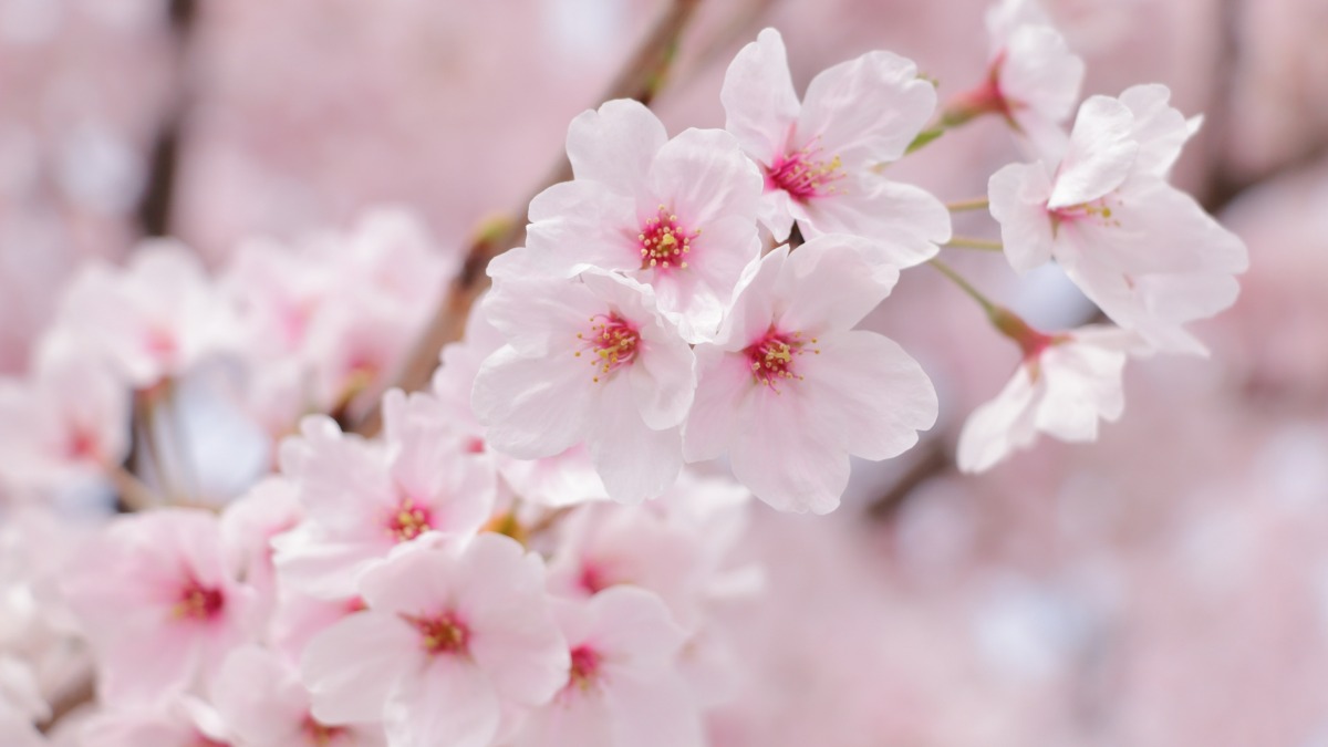 奈良県に「桜」の季節到来！みんなでおすすめスポットを共有しよう【LINEオープンチャット】