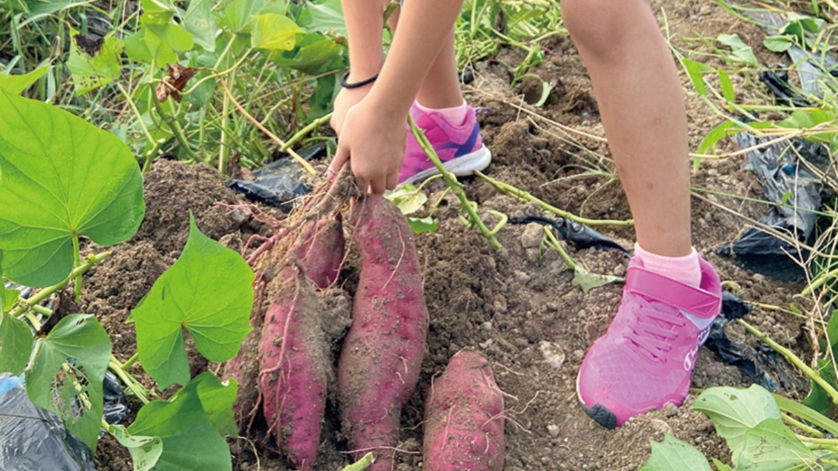 【収穫・手作り体験特集　2022】体験交流型農業公園　道の駅アグリパーク