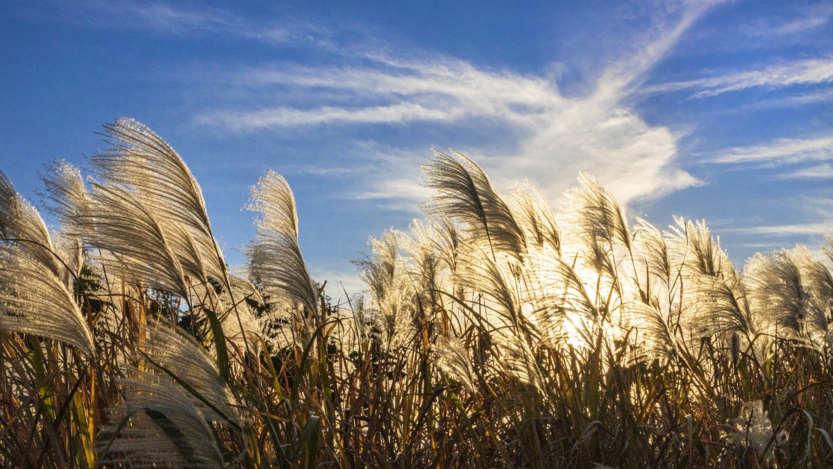 9月15日の誕生花は「ススキ」！奈良のススキおすすめスポット【奈良県的今日は何の日】