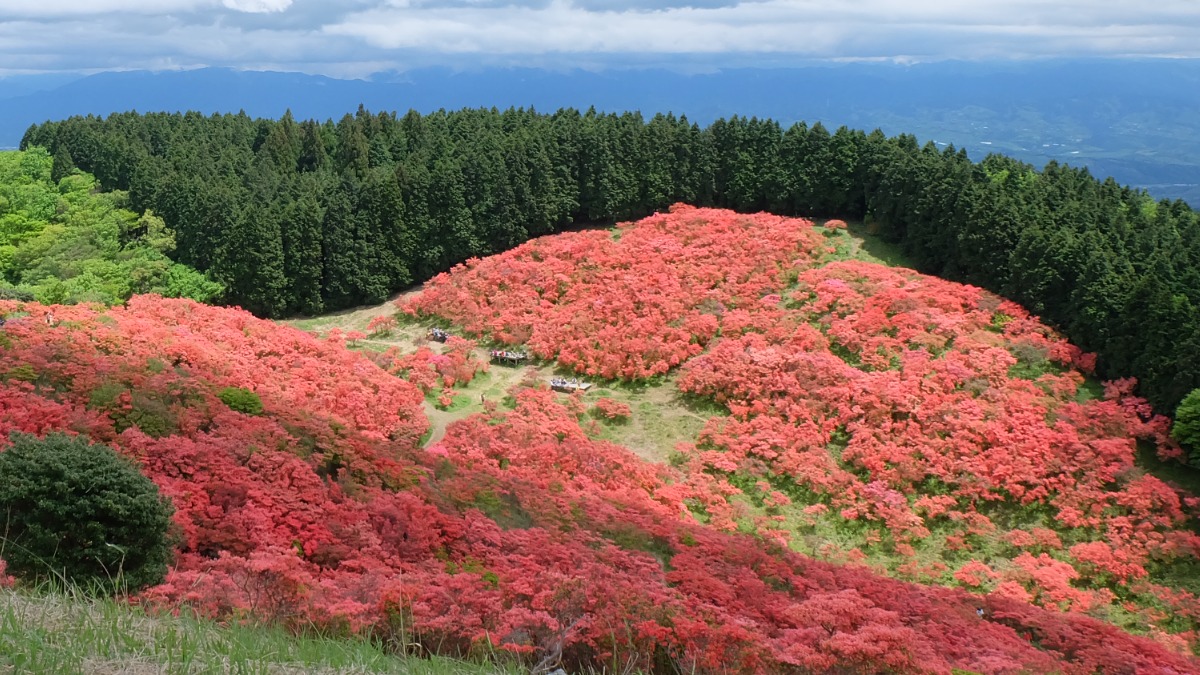 【奈良県】葛城山ではツツジの見頃が到来！「鴨料理」を葛城高原ロッジで食べよう！