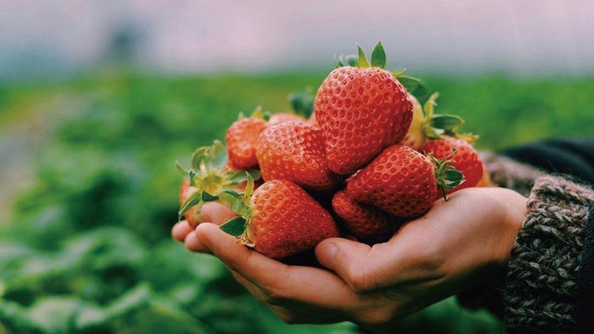 【イチゴ狩りへGo!!】パピヨンファーム