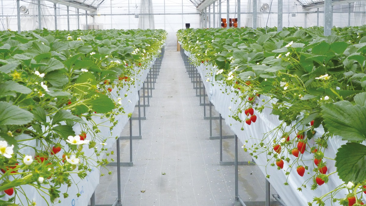 【イチゴ狩りへGo!!】あだみね高原ファーム