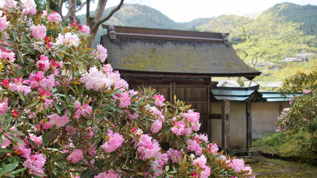 女人高野「室生寺」を彩るしゃくなげが見頃【宇陀市】