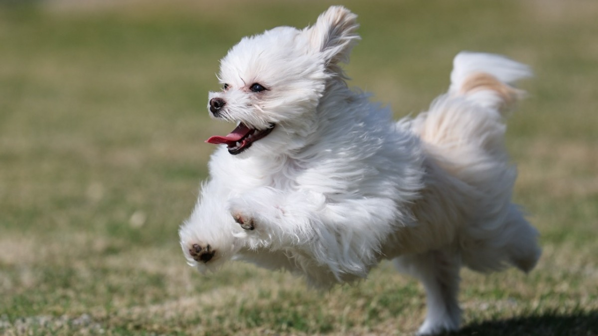 【新店】針ICすぐ！天然芝ドッグランで愛犬と遊ぼう！プロの撮影体験＆カフェで癒やしのひとときを | sui Dogrun photography（スイ ドッグラン フォトグラフィー）