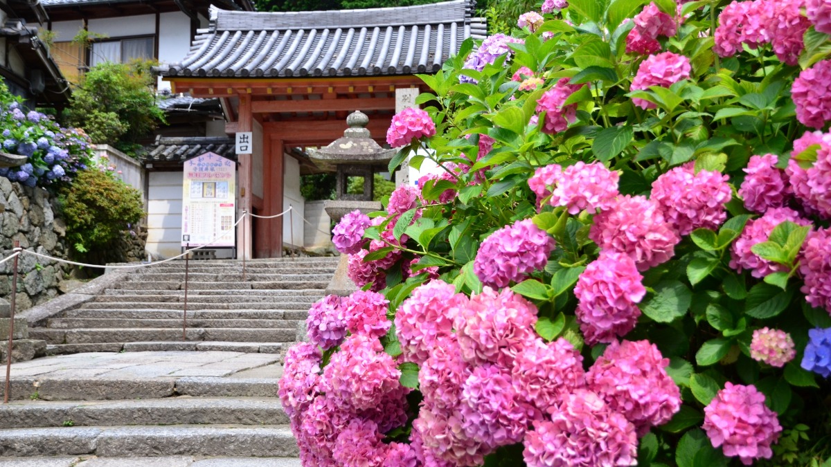 「約60種10000株」のあじさいが咲き乱れる大和郡山市の「あじさい寺」でアジサイ園開園！