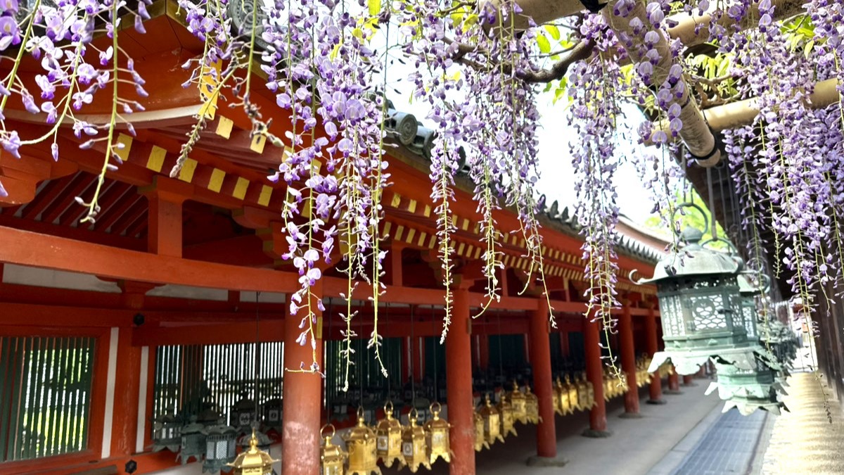 「社紋」にも使われる「藤」を見に奈良県の春日大社を訪れてみた！