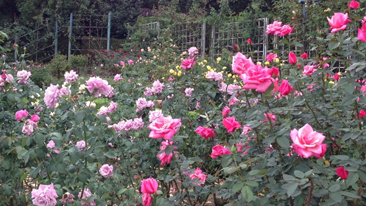 【奈良の秋の花2023】世界平和への祈りをこめた霊山寺のバラ庭園｜奈良市