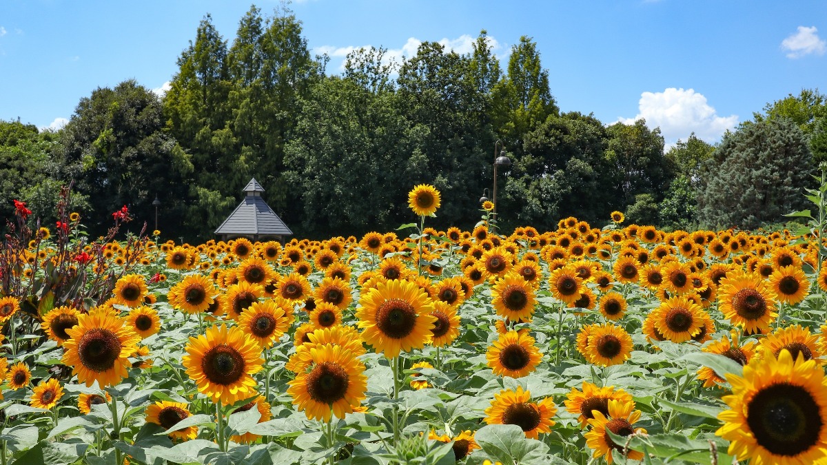 見ごたえあり！15万本ものひまわりとイベントを楽しもう！【奈良県営馬見丘陵公園｜広陵町・河合町】
