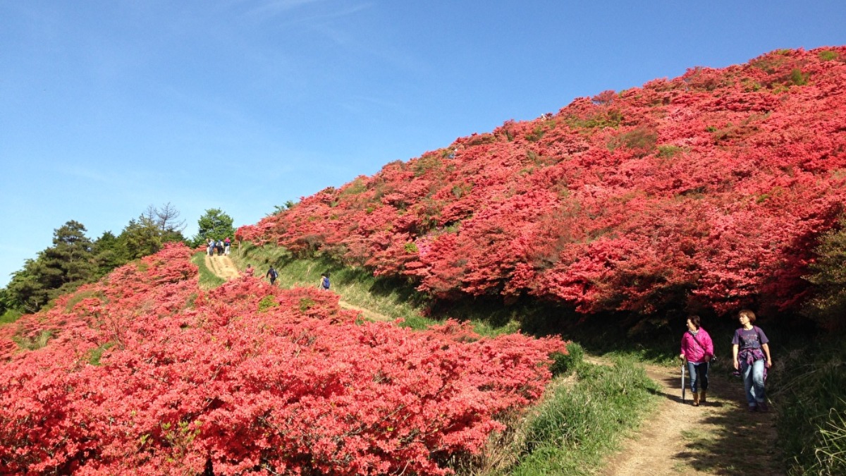 一目百万本と称される自然群生ツツジの大パノラマ！【葛城高原自然つつじ園／御所市】