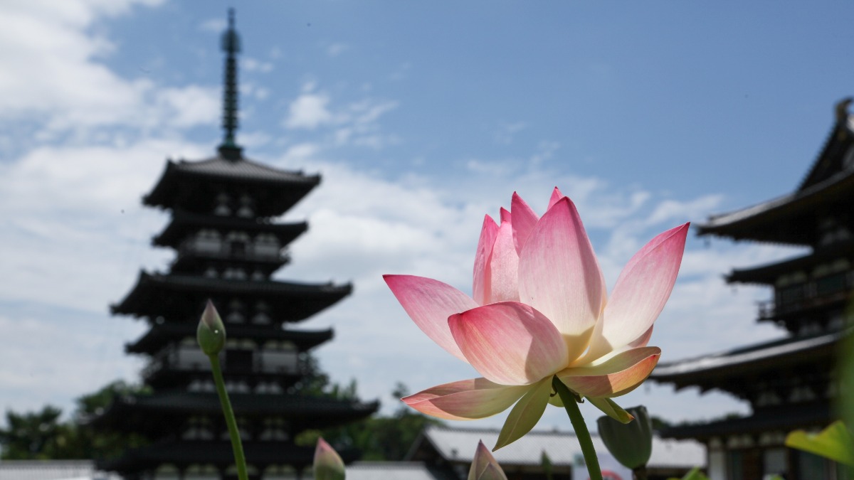 【奈良市観光協会】期間限定「特別御朱印」やお得な「四ヶ寺共通拝観券」などあり！蓮（ロータス）が咲き誇るお寺巡り「奈良・西ノ京ロータスロード」開催決定！