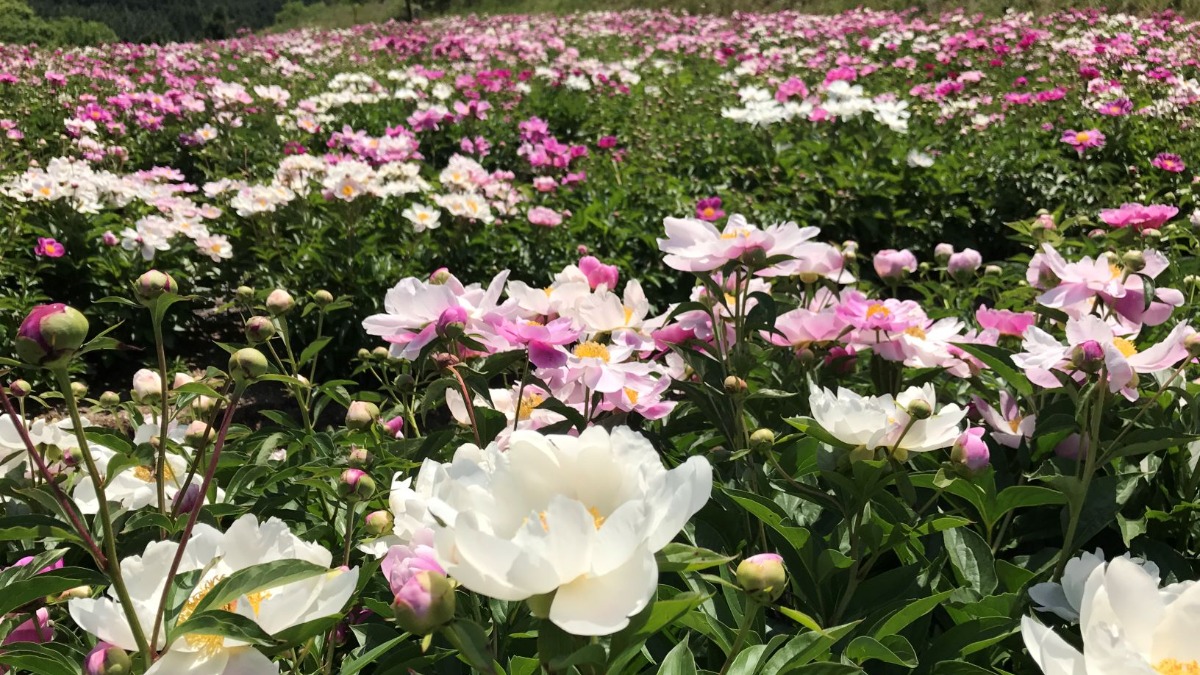 約3万本！赤白ピンク、可憐なシャクヤクが咲き誇る！【下市町平原シャクヤクガーデン／下市町】