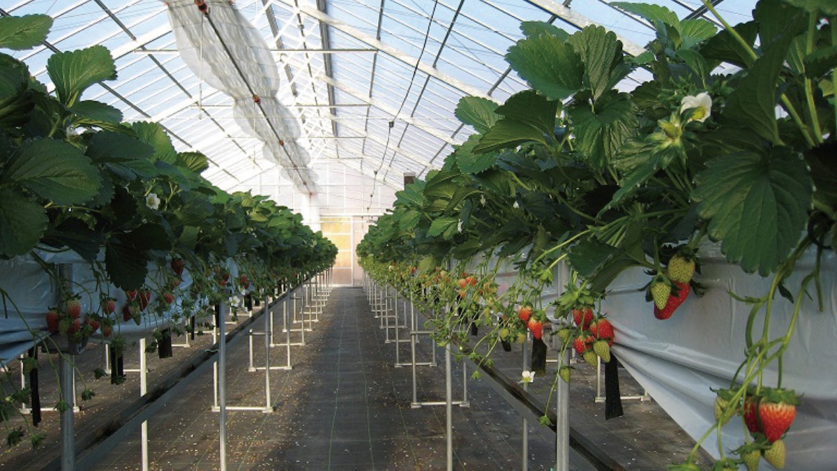 【イチゴ狩りへGo!!】下村ベリー園